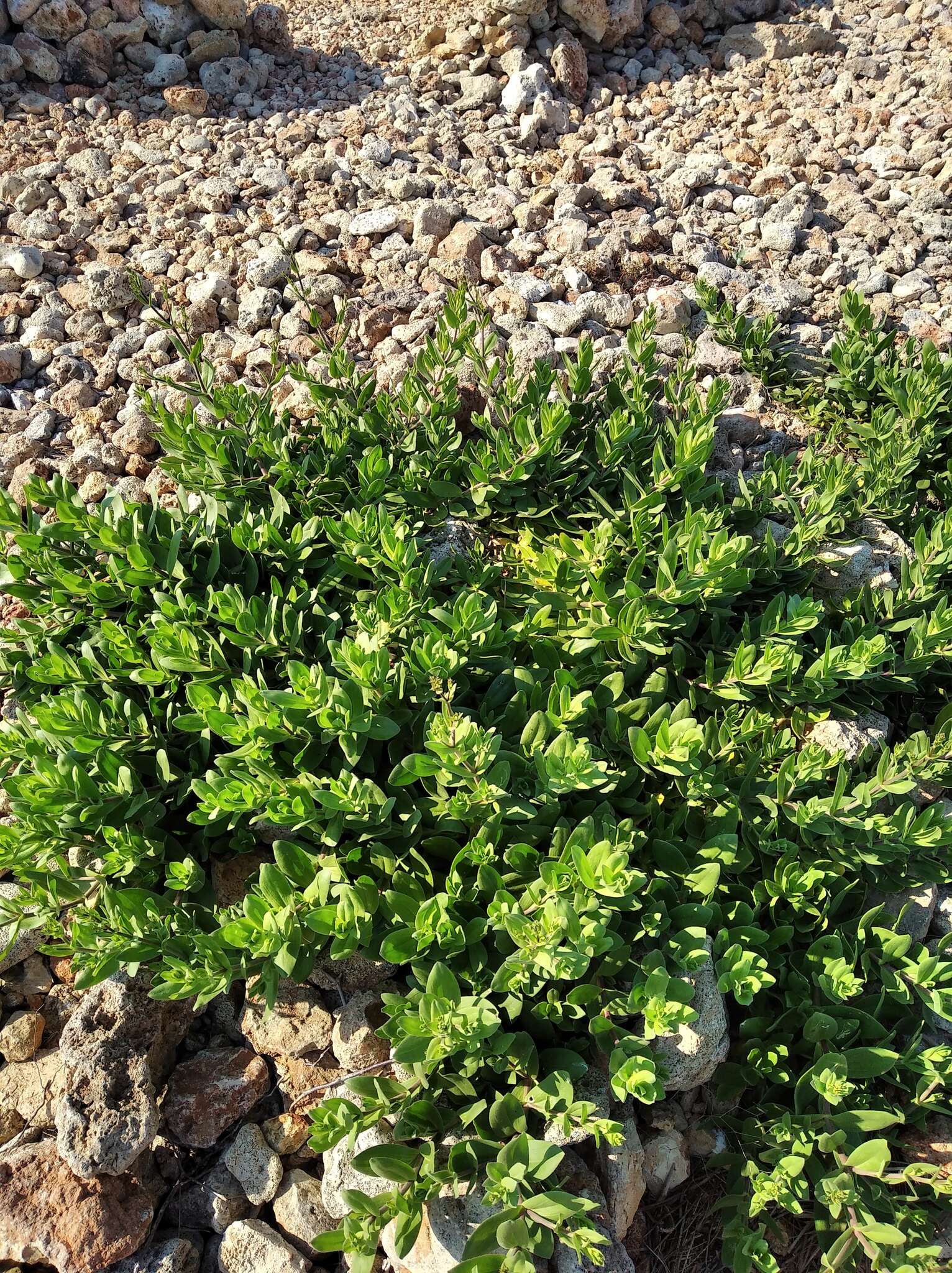 Слика од Gypsophila perfoliata L.