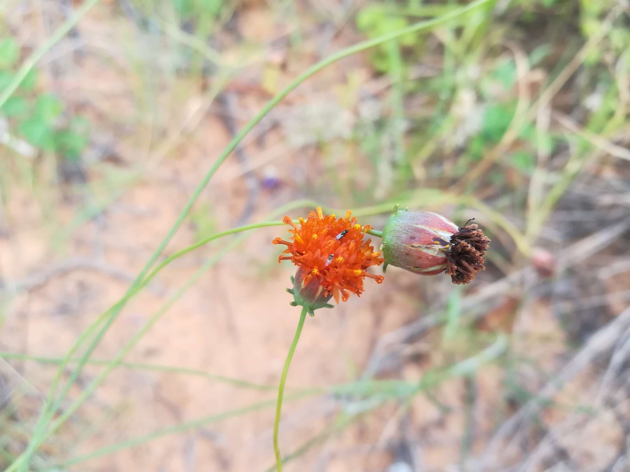 Image of Colorado greenthread