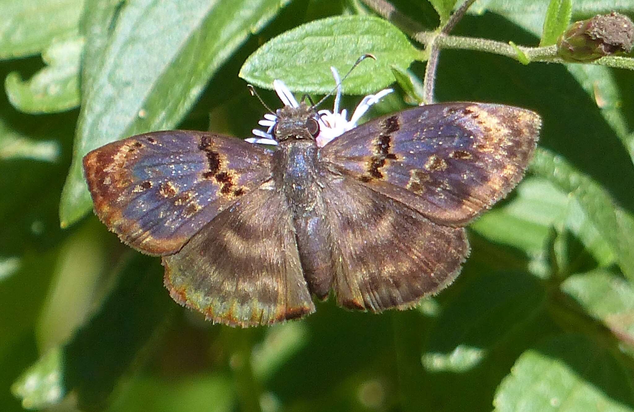 Image of Chiomara mithrax Möschler 1878