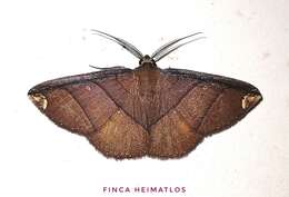 Image of Thysanopyga carfinia Druce 1893