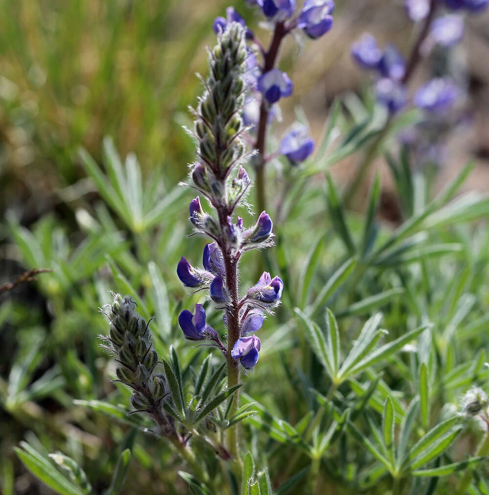 Sivun Lupinus nevadensis A. Heller kuva