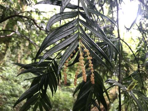 Image of Taiwan Catkin Yew