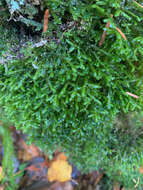 Image of Cliff Scalewort