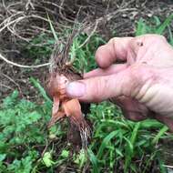 Image of bulbil bugle-lily