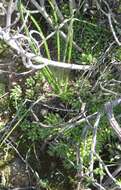 Слика од Haworthia reticulata (Haw.) Haw.