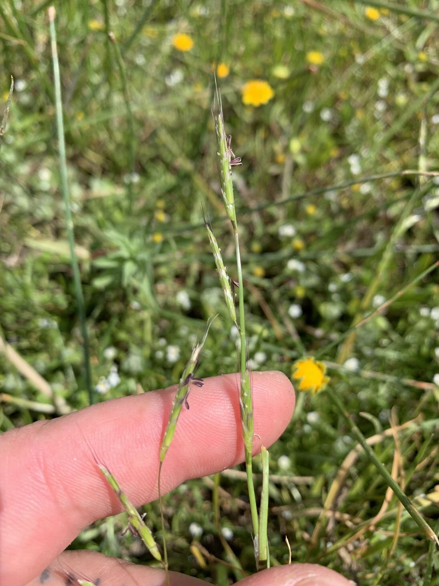 Image of annual semaphoregrass