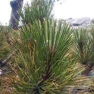 Image of Hartweg's Pine