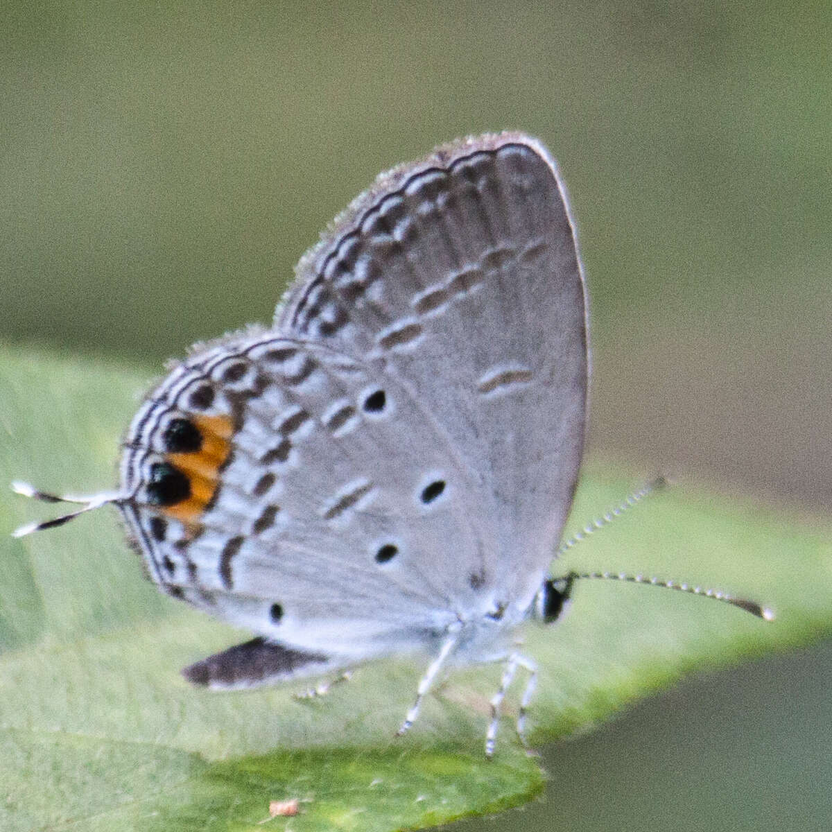 Image of Everes lacturnus rileyi