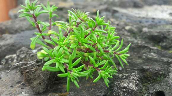 Image of Sedum jaliscanum S. Wats.