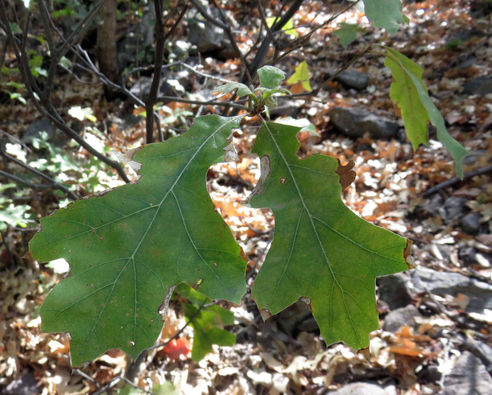 صورة Quercus gravesii Sudw.