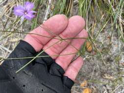 Image of Thysanotus gracilis R. Br.