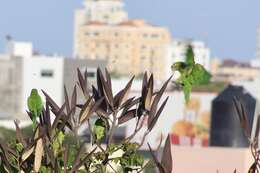 Image of Hispaniolan Conure