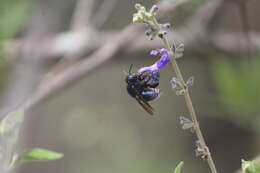 Plancia ëd Eufriesea caerulescens (Lepeletier 1841)