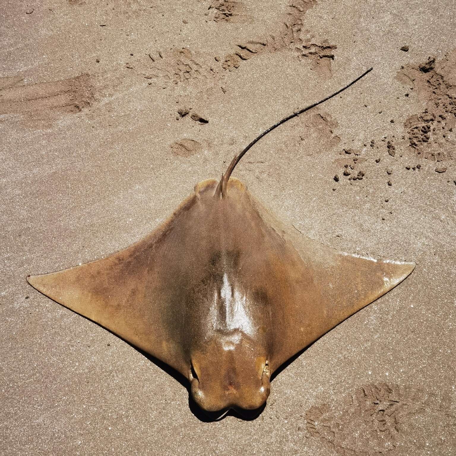 Image of Brazilian Cownose Ray