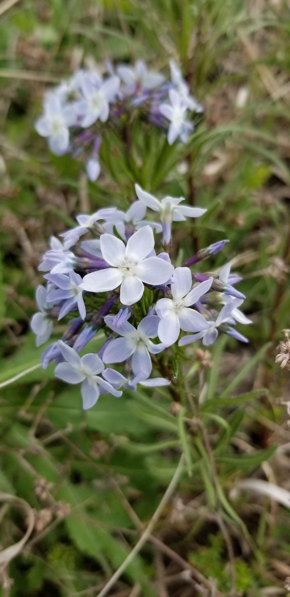 Image de Amsonia ciliata var. texana (A. Gray) J. M. Coult.