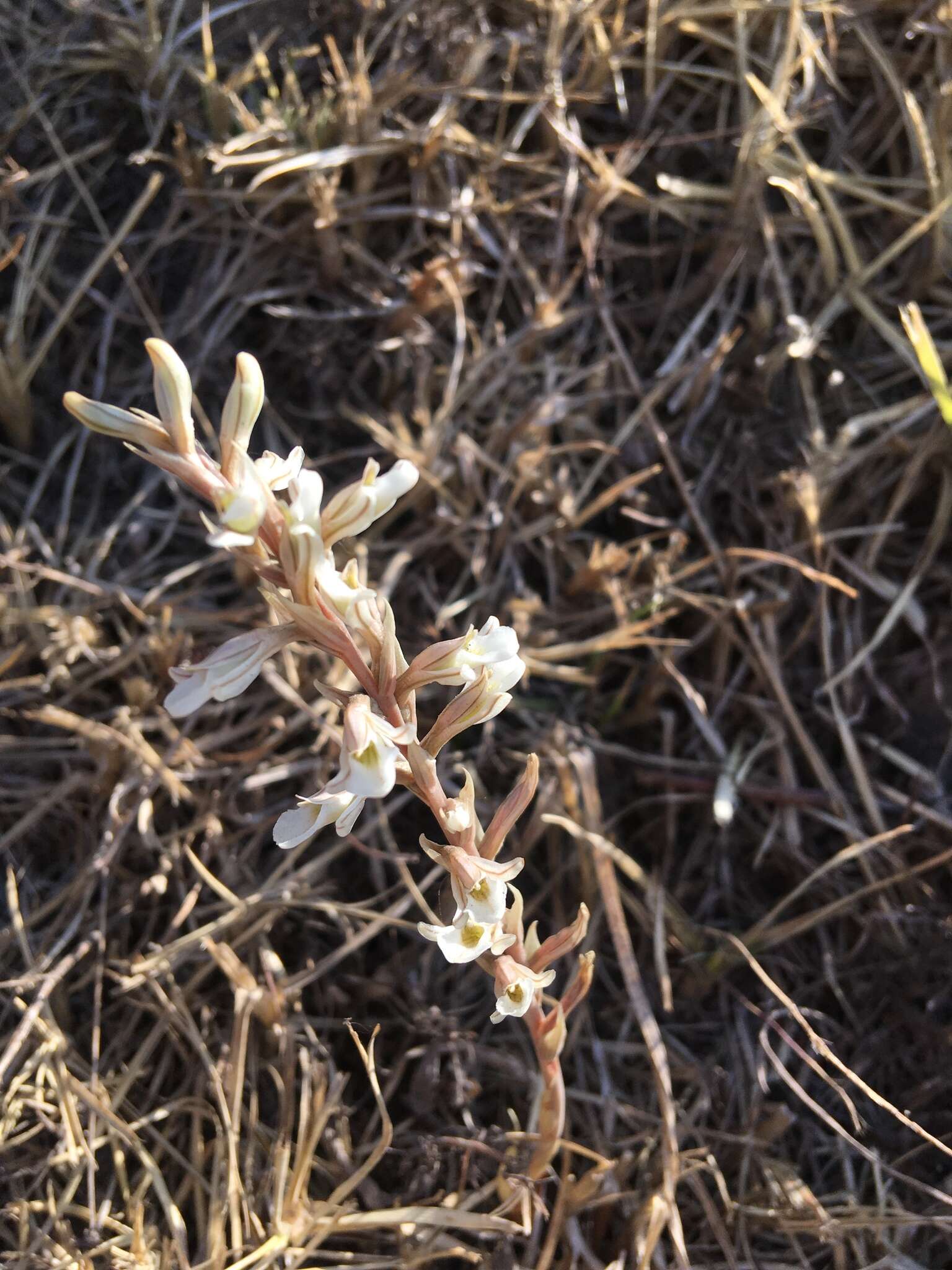 Image of Schiedeella crenulata (L. O. Williams) Espejo & López-Ferr.