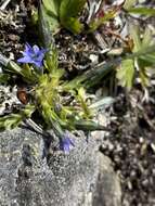 صورة Gentiana prostrata Haenke