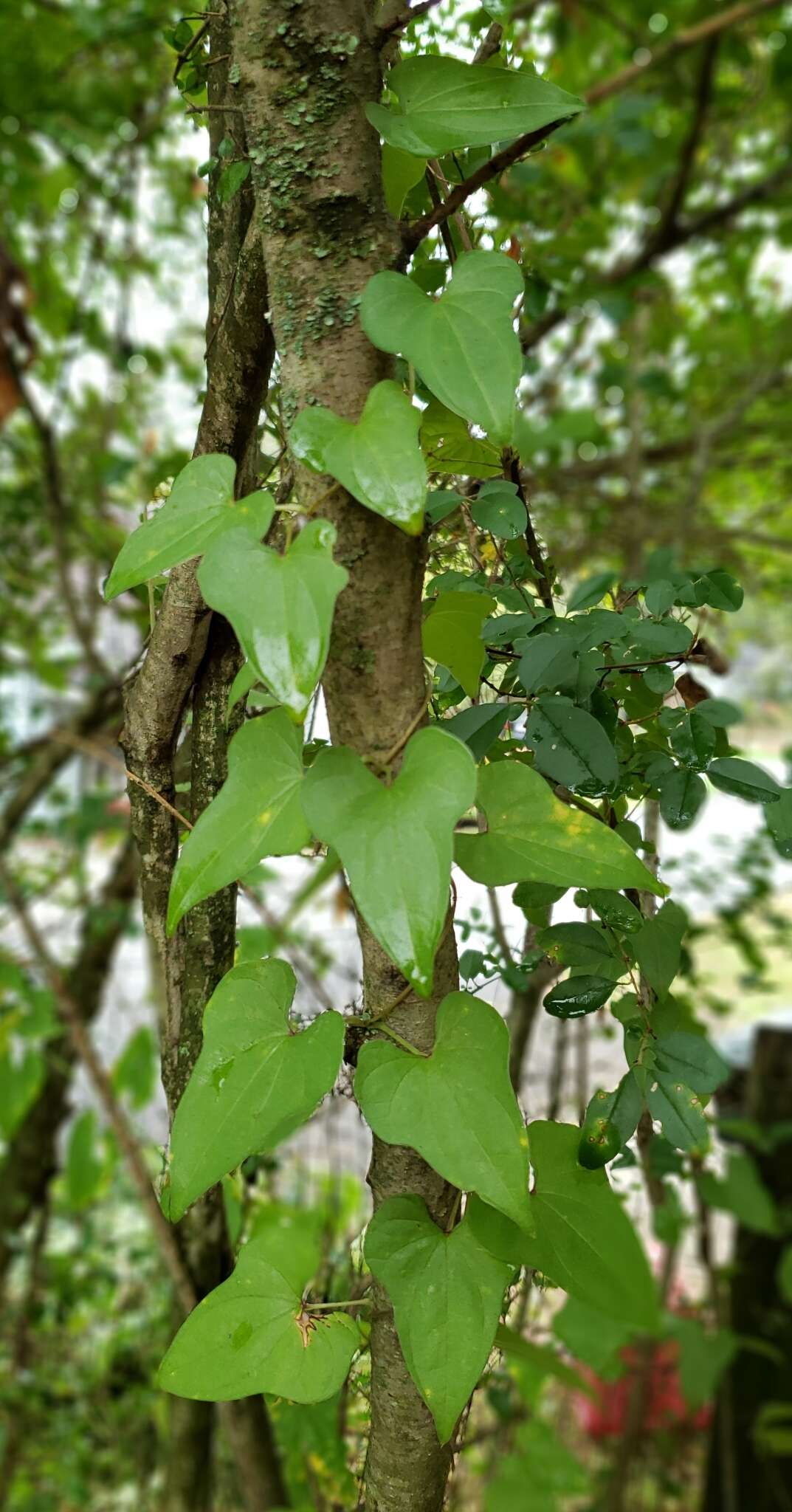 Image of Chinese yam