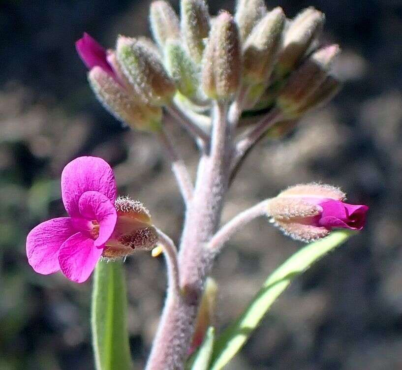 Image of California rockcress