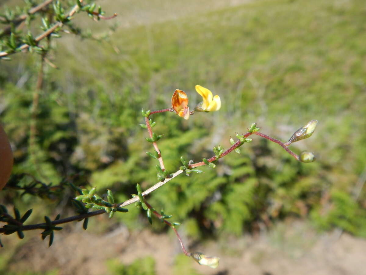 Image of Aspalathus biflora subsp. biflora