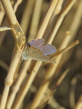 Image of Polyommatus thersites (Cantener 1835)