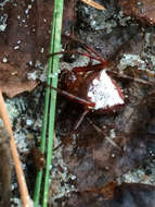 Image of Arrowhead Spider