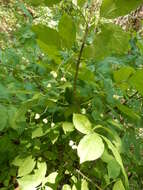 Imagem de Euonymus atropurpureus var. atropurpureus