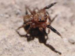 Image de Euophrys rufibarbis (Simon 1868)