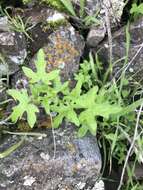 Image of Bowlesia uncinata Colla