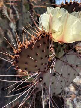 Opuntia azurea var. diplopurpurea的圖片