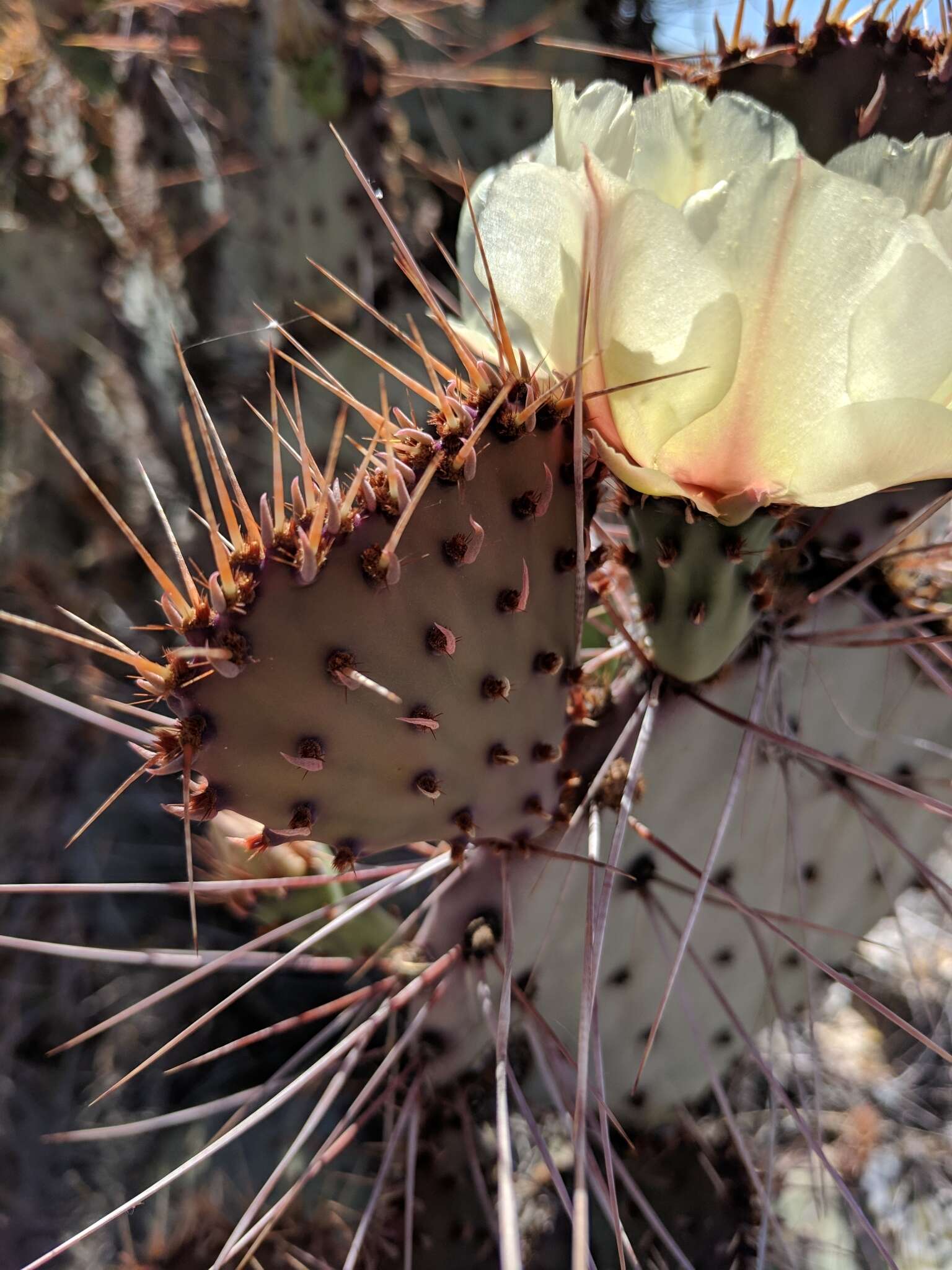 Image of Opuntia azurea var. diplopurpurea