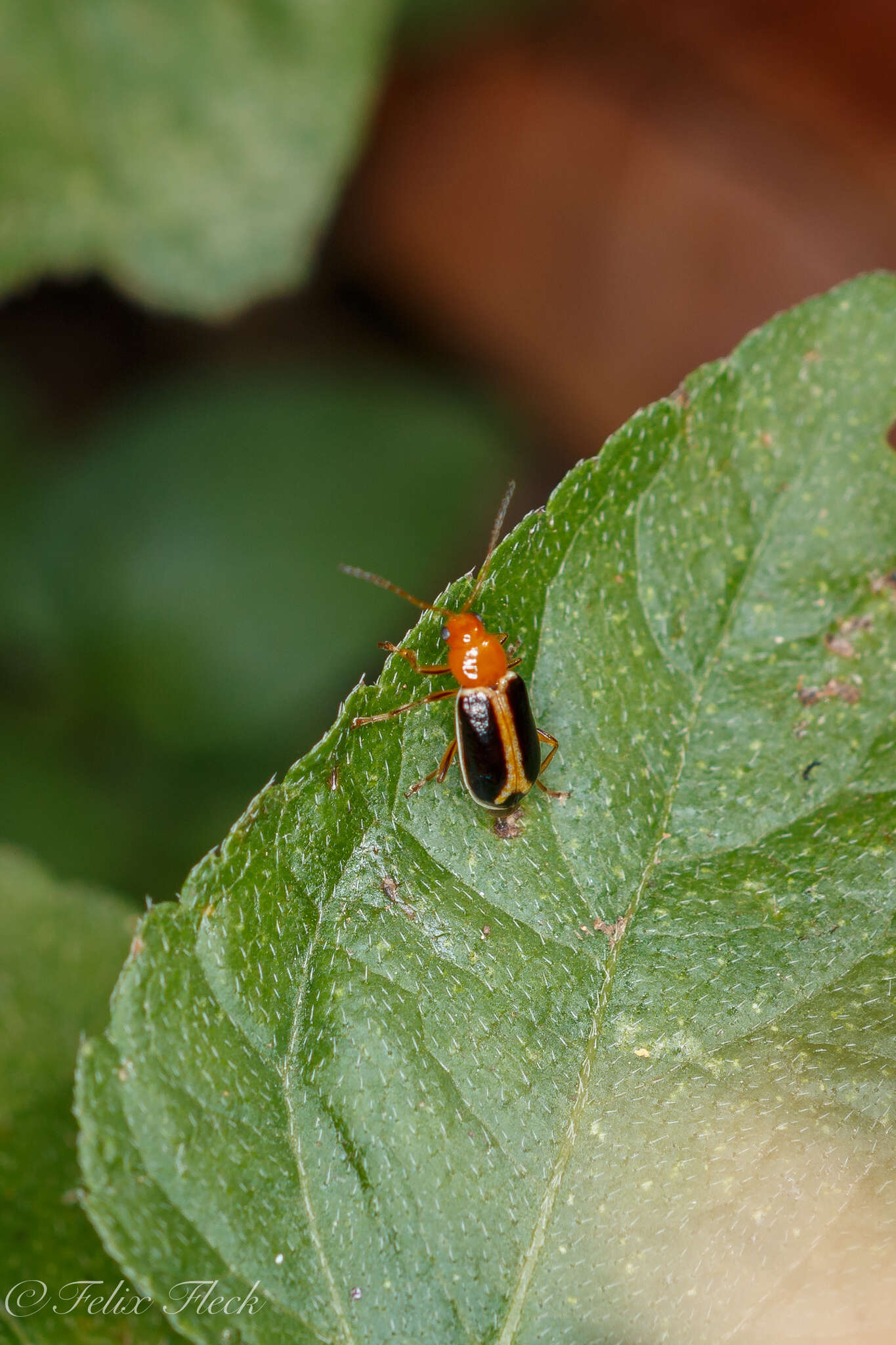 Слика од Cyclotrypema furcata (Olivier 1808)