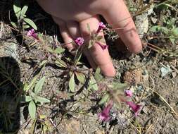 Image of Layne's monkeyflower