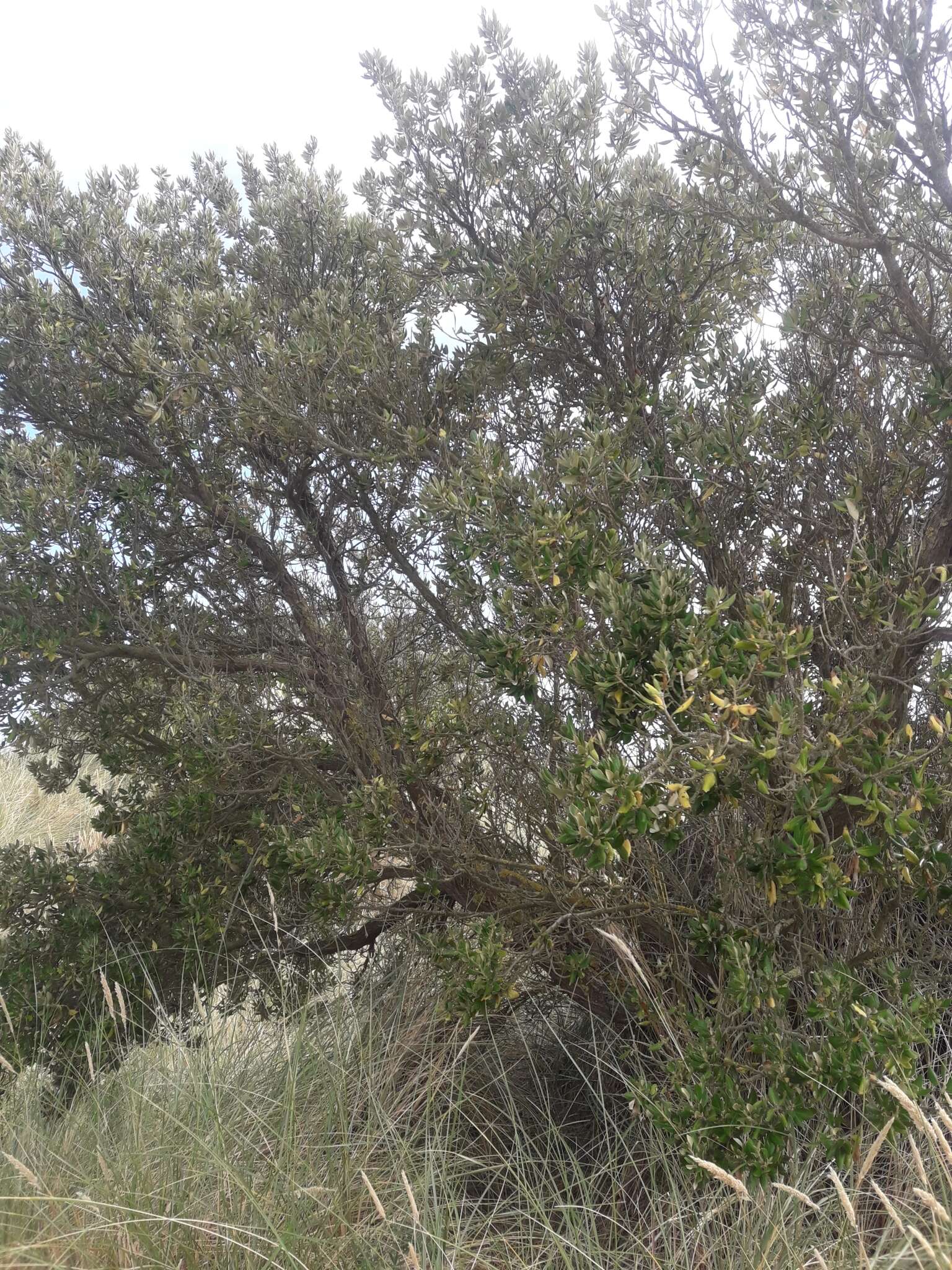 Image of <i>Olearia traversiorum</i>