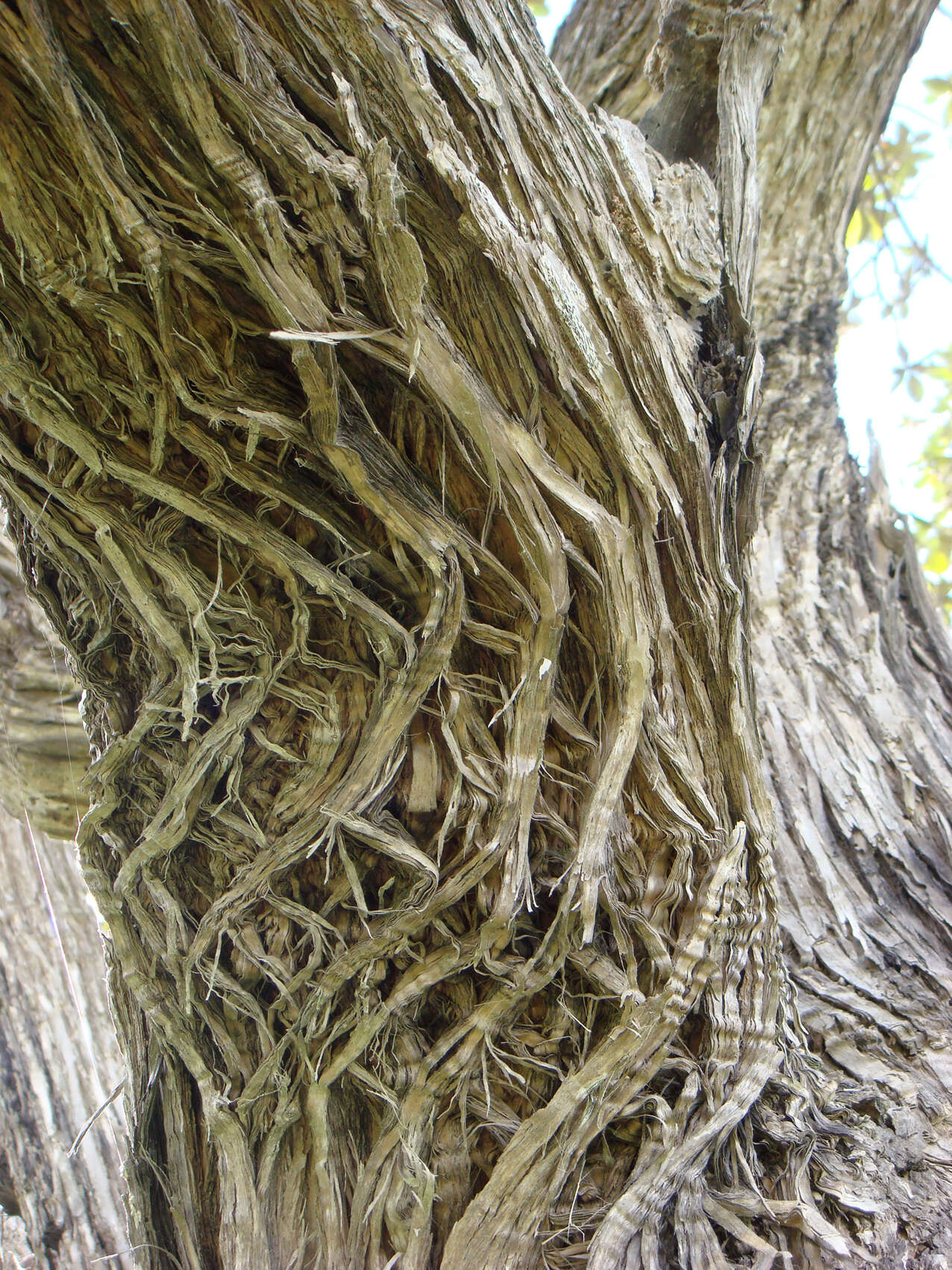 Image of <i>Olearia traversiorum</i>