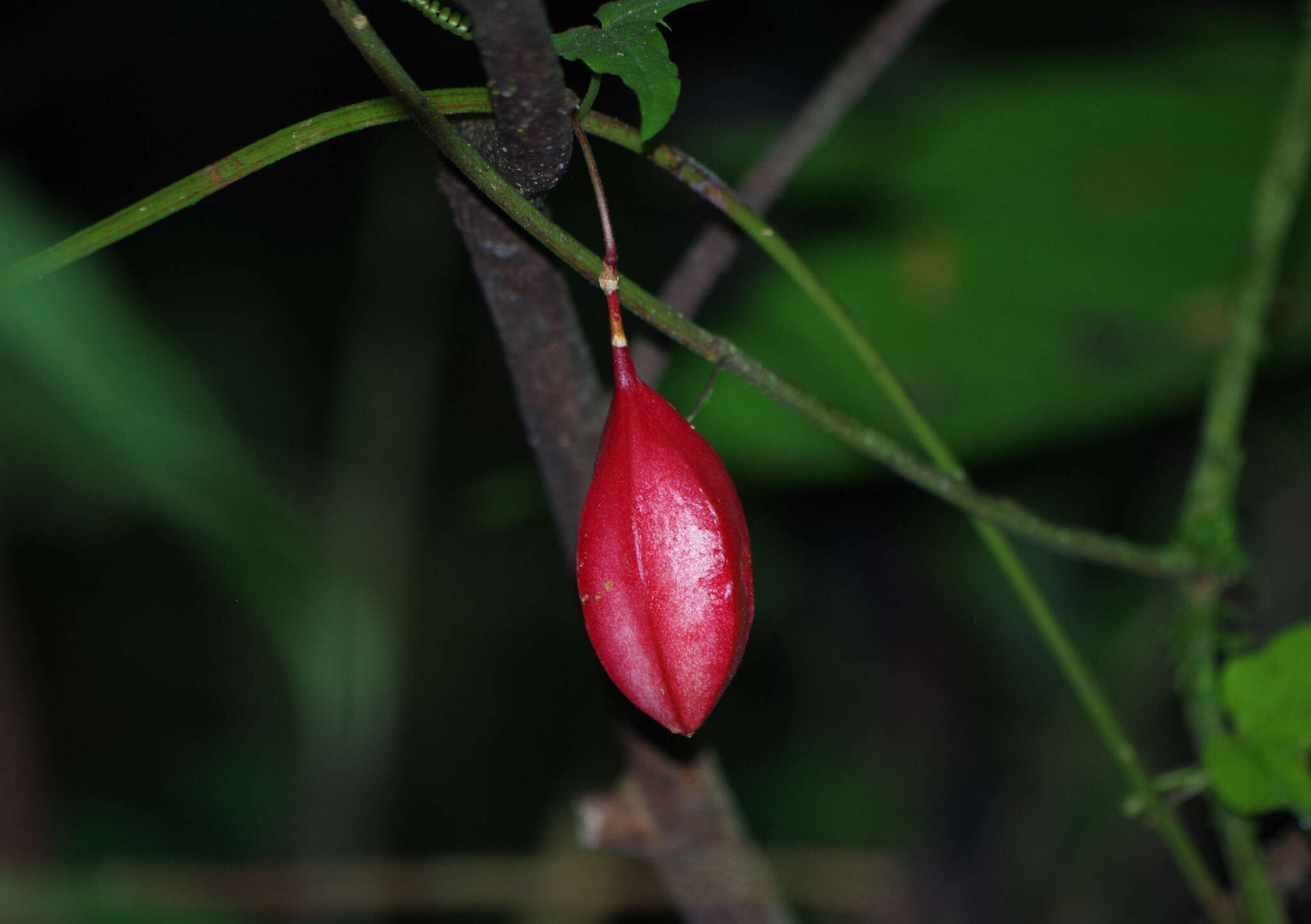 Image of Passiflora capsularis L.