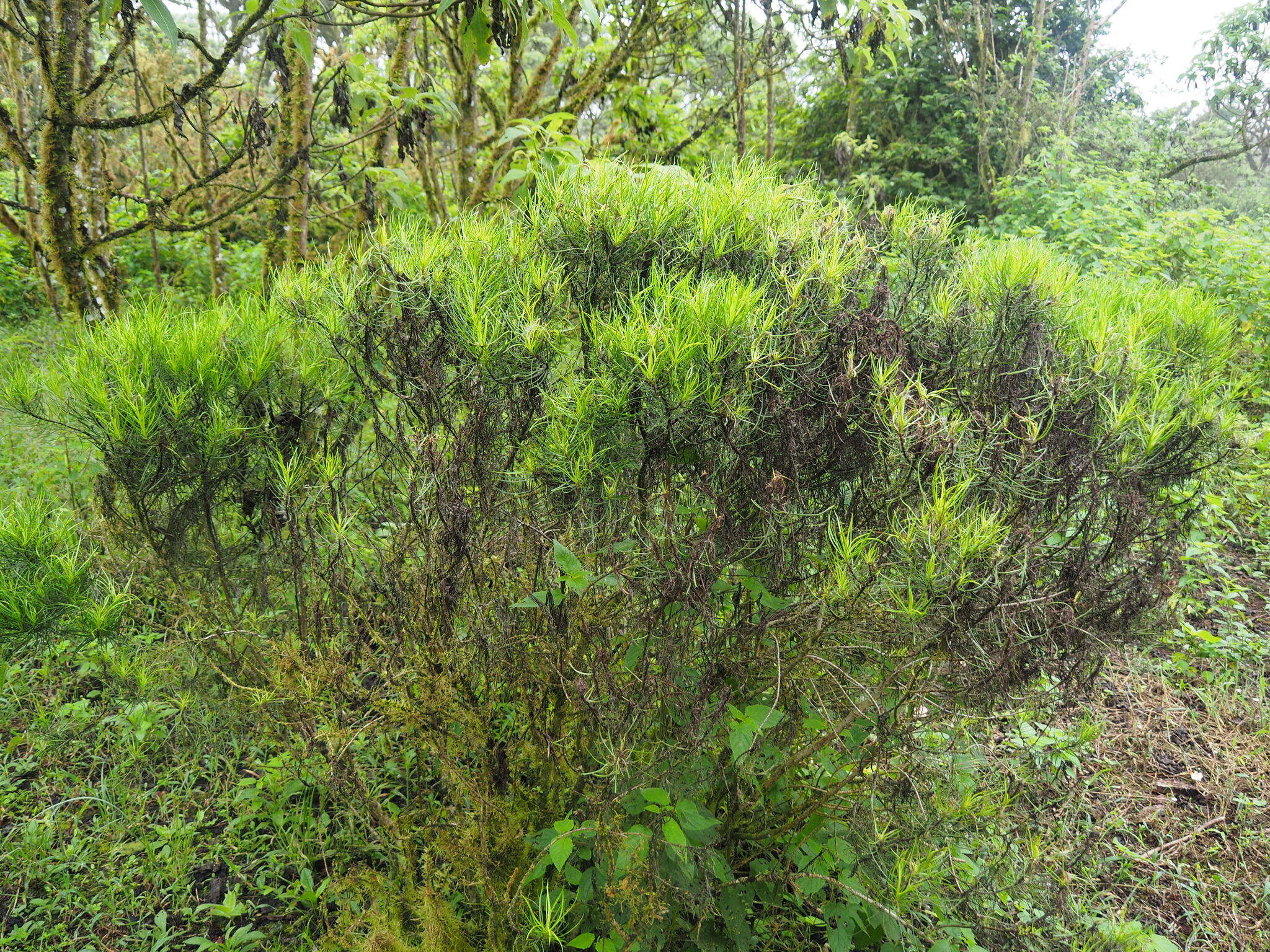 Image of Thin-leafed Darwin's Shrub