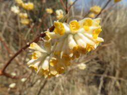 Plancia ëd Edgeworthia chrysantha Lindl.