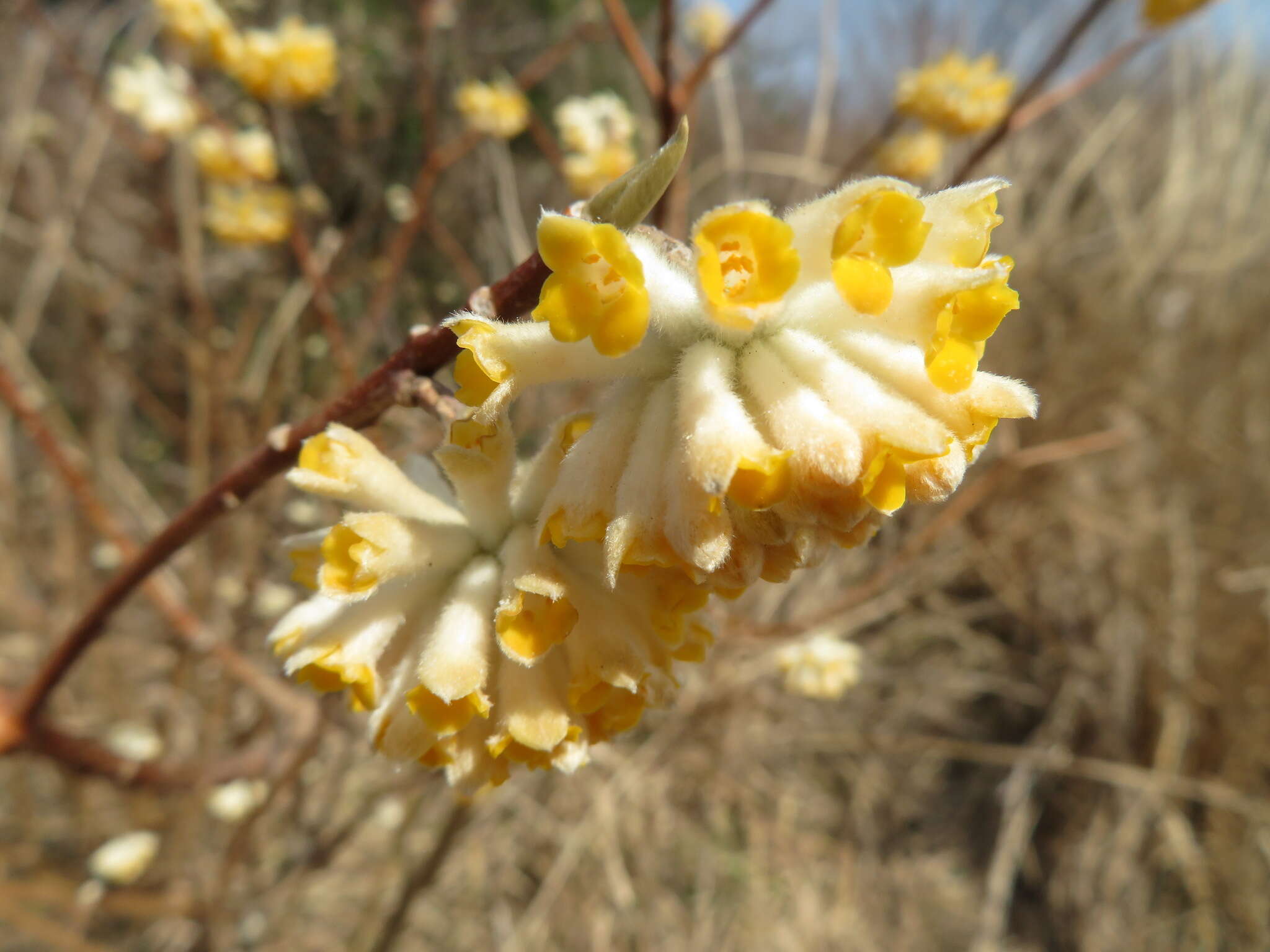 Plancia ëd Edgeworthia chrysantha Lindl.