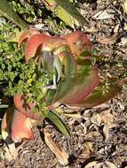 Image of Kalanchoe luciae