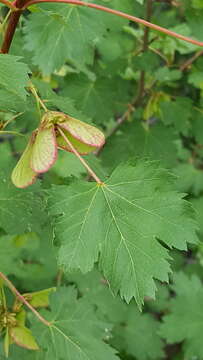 Acer glabrum Torr. resmi