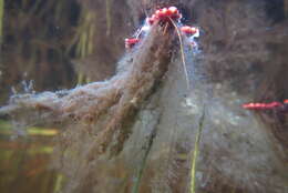 Image of Mexican Mosquito Fern