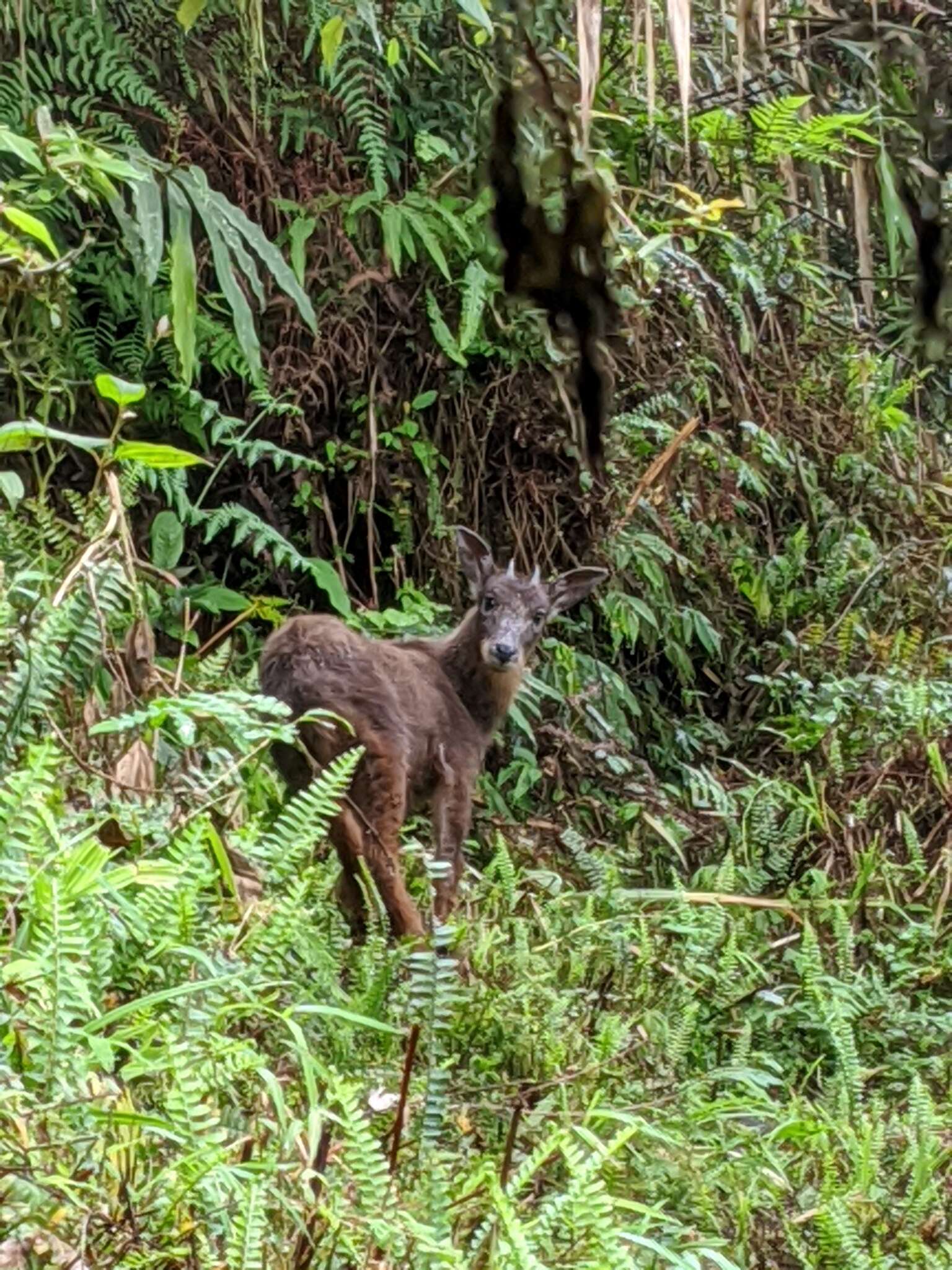 Image of Formosan Serow