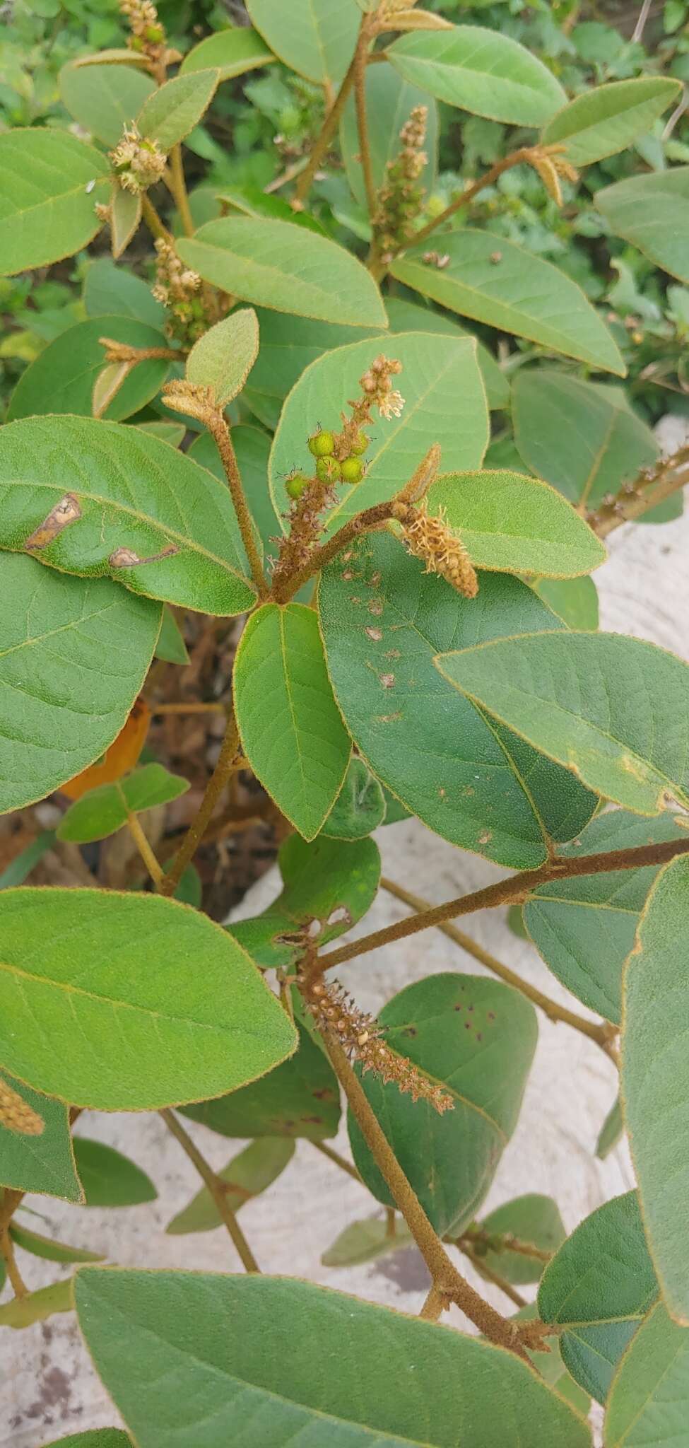 Image of Croton heterochrous Müll. Arg.