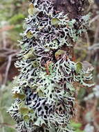 Image of Freckled tube lichen