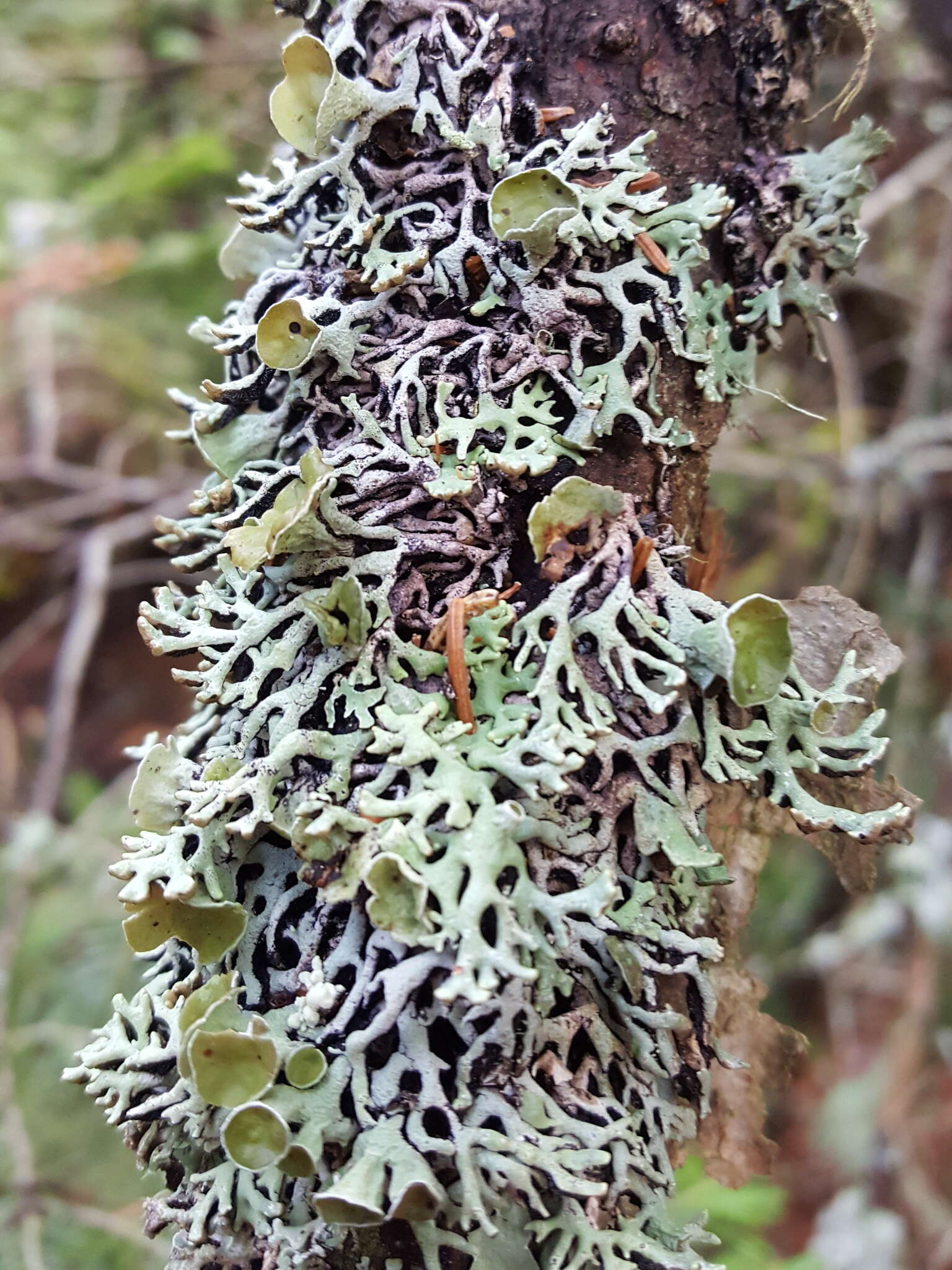 Image of Freckled tube lichen