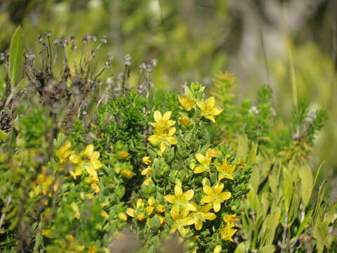 Image of Roepera fuscata (Van Zyl) Beier & Thulin