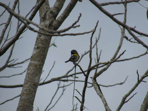 Image of Yellow-throated Warbler