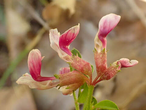 Image of <i>Hosackia stipularis</i> var. <i>ottleyi</i>