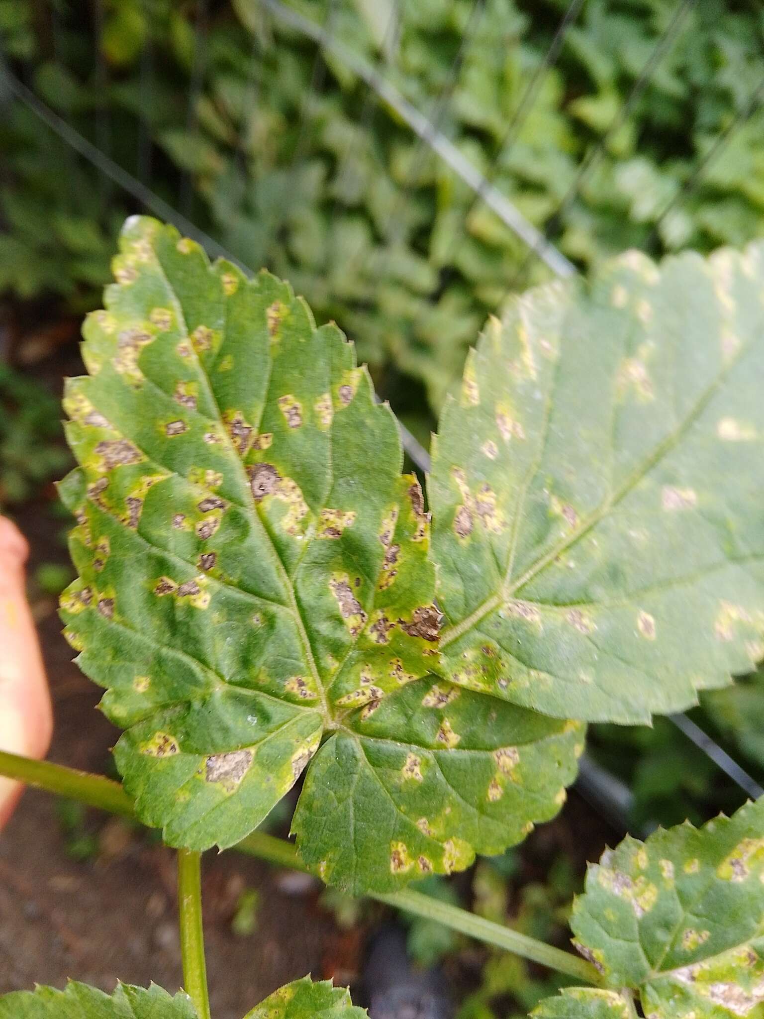 Image of Puccinia aegopodii (Schumach.) Link 1817